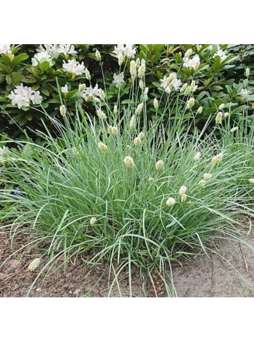 Lápi nyúlfarkfű / SESLERIA caerulea 
