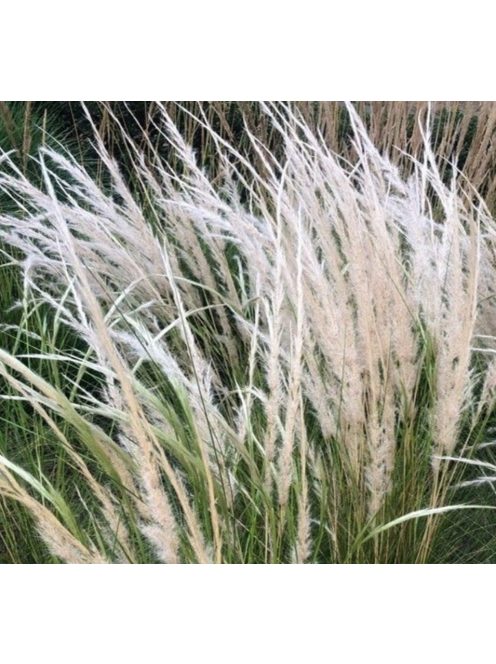 Árvalányhaj / STIPA ichu 