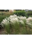 Árvalányhaj / STIPA ichu 
