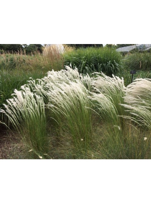 Árvalányhaj / STIPA ichu 