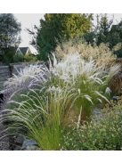 Árvalányhaj / STIPA ichu 