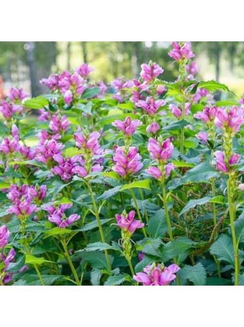 Csinos gerlefej / CHELONE obliqua 