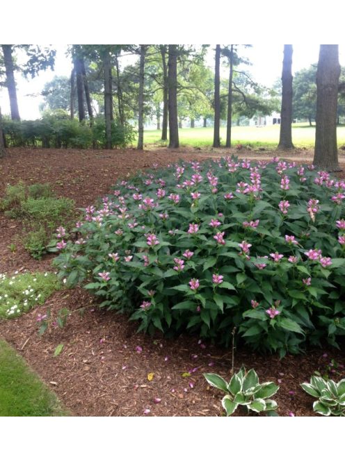 Csinos gerlefej / CHELONE obliqua 