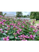 Csinos gerlefej / CHELONE obliqua 