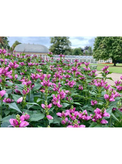 Csinos gerlefej / CHELONE obliqua 