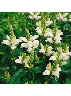 Csinos gerlefej / CHELONE obliqua var. alba 