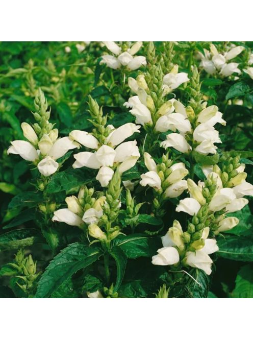 Csinos gerlefej / CHELONE obliqua var. alba 