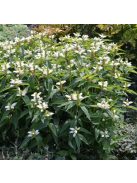 Csinos gerlefej / CHELONE obliqua var. alba 