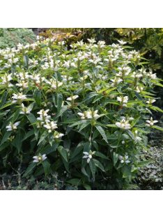 Csinos gerlefej / CHELONE obliqua var. alba 
