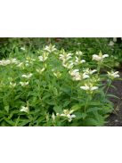 Csinos gerlefej / CHELONE obliqua var. alba 