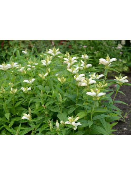 Csinos gerlefej / CHELONE obliqua var. alba 