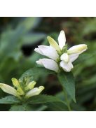 Csinos gerlefej / CHELONE obliqua var. alba 