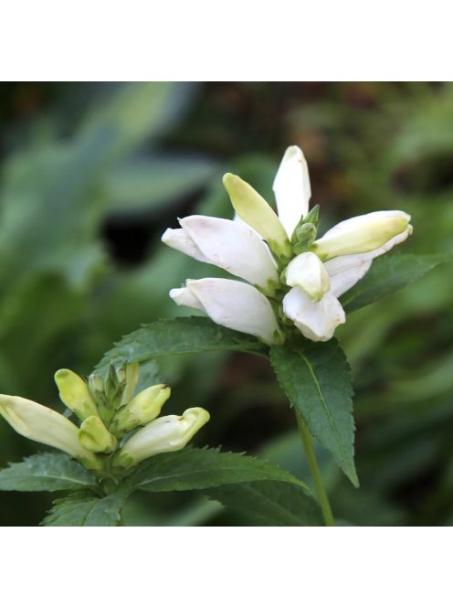 Csinos gerlefej / CHELONE obliqua var. alba 
