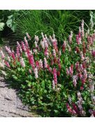 Terülő keserűfű / Persicaria affinis Superba