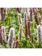 Terülő keserűfű / Persicaria affinis Superba