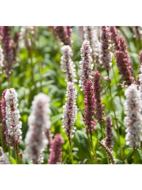 Terülő keserűfű / Persicaria affinis Superba