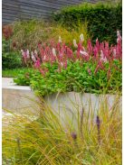 Terülő keserűfű / Persicaria affinis Superba