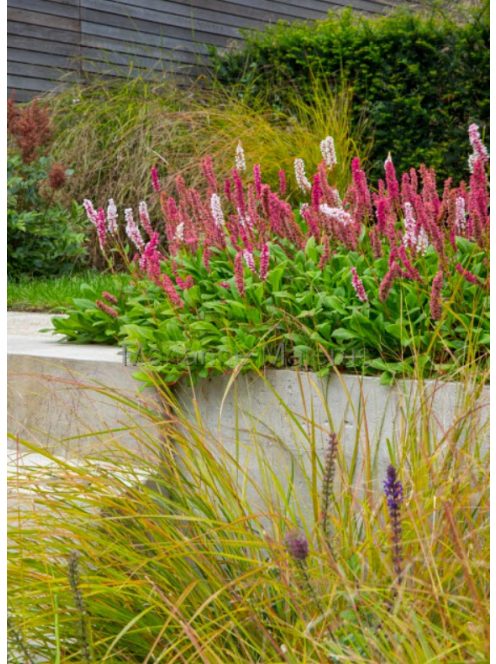 Terülő keserűfű / Persicaria affinis Superba