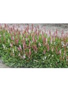 Terülő keserűfű / Persicaria affinis Superba