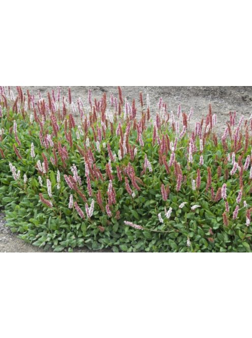 Terülő keserűfű / Persicaria affinis Superba