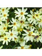 Keskenylevelű menyecskeszem / Coreopsis verticillata 'Moonbeam'