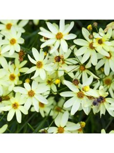   Keskenylevelű menyecskeszem / Coreopsis verticillata 'Moonbeam'