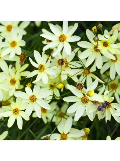 Keskenylevelű menyecskeszem / Coreopsis verticillata 'Moonbeam'