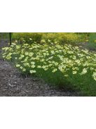 Keskenylevelű menyecskeszem / Coreopsis verticillata 'Moonbeam'