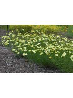   Keskenylevelű menyecskeszem / Coreopsis verticillata 'Moonbeam'