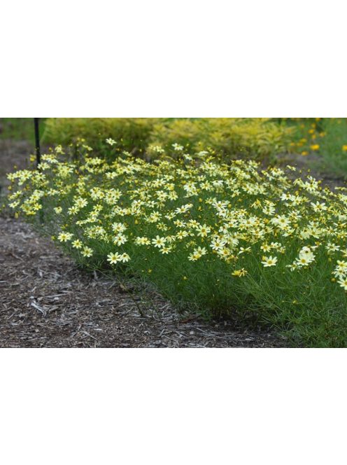 Keskenylevelű menyecskeszem / Coreopsis verticillata 'Moonbeam'