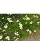 Keskenylevelű menyecskeszem / Coreopsis verticillata 'Moonbeam'