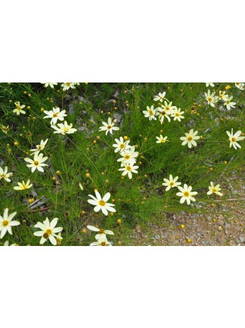 Keskenylevelű menyecskeszem / Coreopsis verticillata 'Moonbeam'
