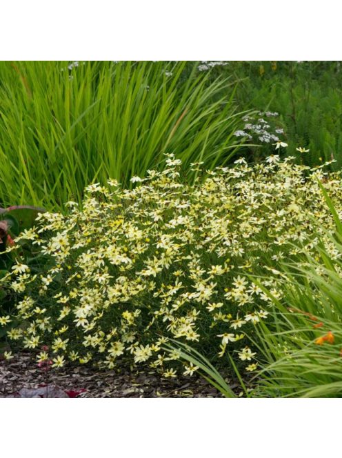 Keskenylevelű menyecskeszem / Coreopsis verticillata 'Moonbeam'