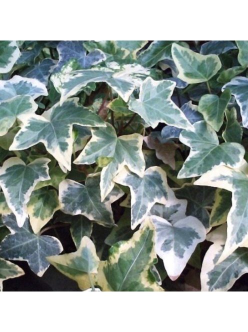 Borostyán / Hedera helix 'Glacier'