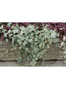 Borostyán / Hedera helix 'Glacier'