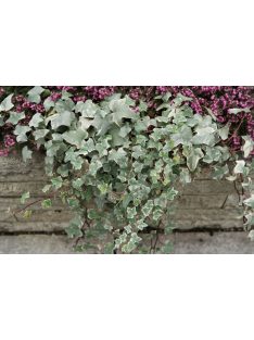 Borostyán / Hedera helix 'Glacier'