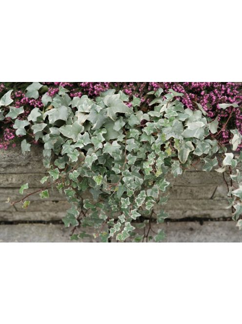 Borostyán / Hedera helix 'Glacier'