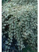 Borostyán / Hedera helix 'Glacier'