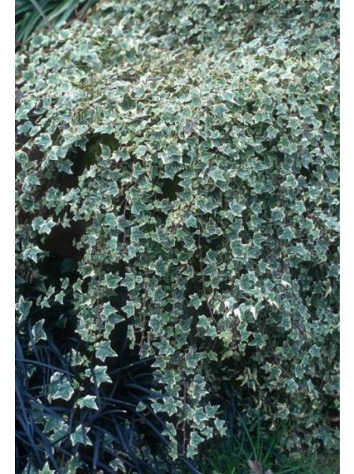 Borostyán / Hedera helix 'Glacier'