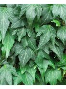 Borostyán / Hedera helix 'Green ripple'