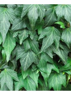 Borostyán / Hedera helix 'Green ripple'