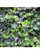 Borostyán / Hedera helix 'Green ripple'