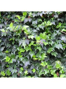 Borostyán / Hedera helix 'Green ripple'