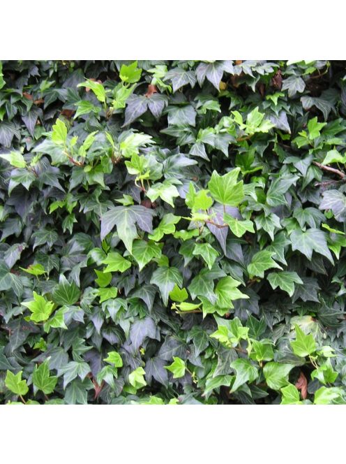Borostyán / Hedera helix 'Green ripple'