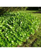 Borostyán / Hedera helix 'Green ripple'