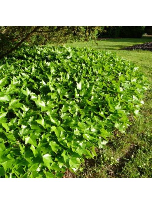 Borostyán / Hedera helix 'Green ripple'