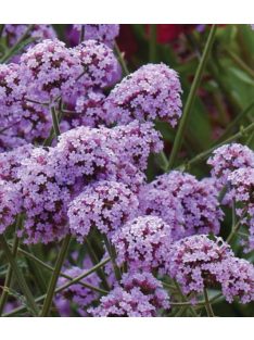Ernyős verbéna / Verbena bonariensis 'Lollipop'