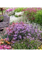 Ernyős verbéna / Verbena bonariensis 'Lollipop'