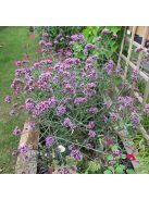 Ernyős verbéna / Verbena bonariensis 'Lollipop'