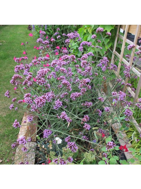 Ernyős verbéna / Verbena bonariensis 'Lollipop'